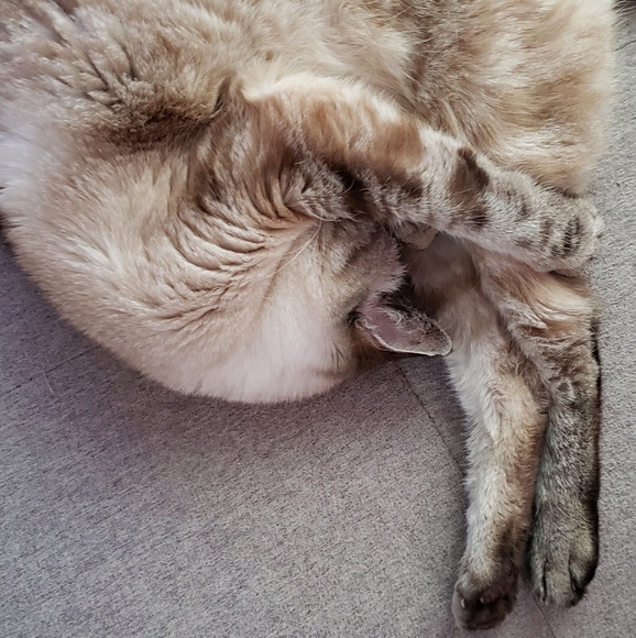 Meet your Posher, Rachel - Picture 1 of 1